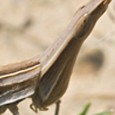 Truxalis sp.